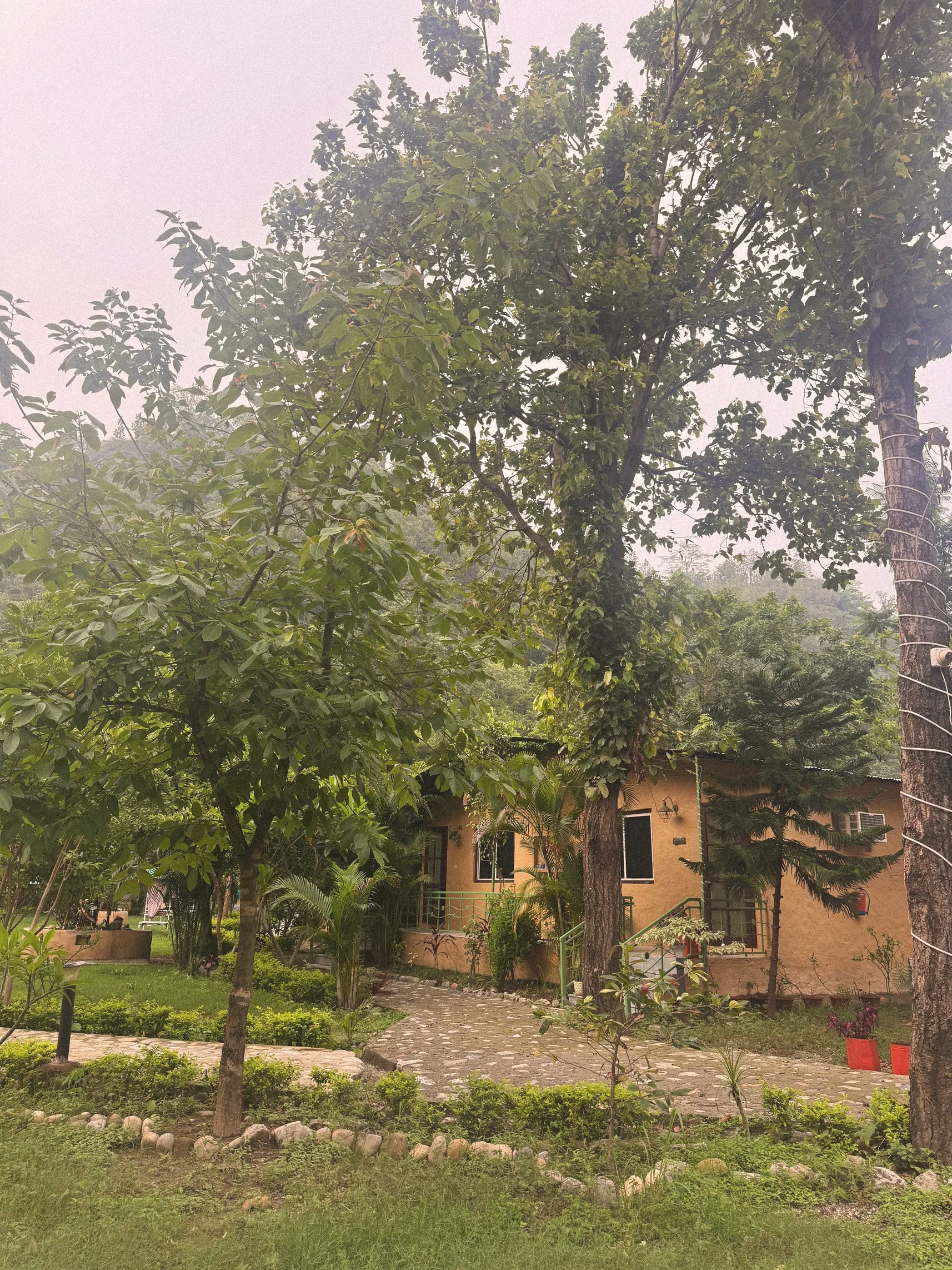 Tall trees above a cottage on a misty monsoon morning