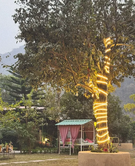 The machaan with pink curtains under a tree wrapped in warm lights